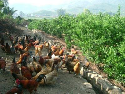 “一棵桃树两只鸡”，即墨区北安街道乡村游有了新玩法