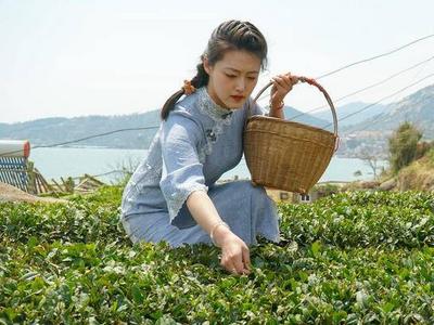 好品山东·青岛农品 | 崂山绿茶青岛红茶有了国家标准实物样品