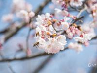 连翘、樱桃、紫叶李……刚刚，李村公园@你了 | 寻花记⑪
