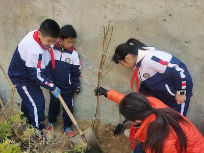 植树节护绿，学校里种下蔷薇