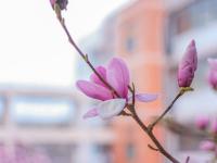 春满校园，农大枝头百花绽放