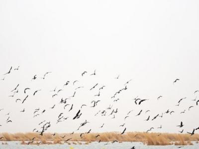 黄河汇入大海，文化走向世界