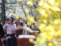 崂山花景实拍：连空气都是香的 | 寻花记 ⑭