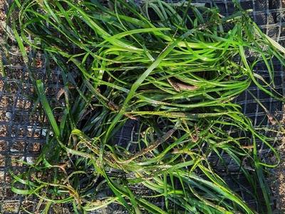 为“海底森林”建设定“规范”，海大牵头制定我国首个“海草床修复标准”