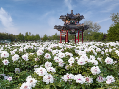 望岳谈｜一朵花与一座城的成长