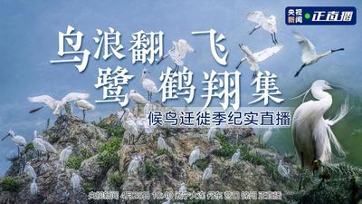 鸟浪翻飞 鹭鹤翔集｜候鸟迁徙季纪实直播