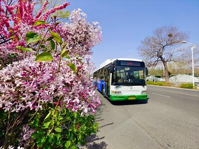 “鲜花可视窗”、仿真藤蔓……青岛街头驶来“春风巴士”，带你邂逅春天