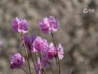 崂山花景实拍：连空气都是香的 | 寻花记 ⑭