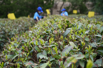 置身百亩茶园享视听盛宴，崂山区首届茶田音乐节29日开幕