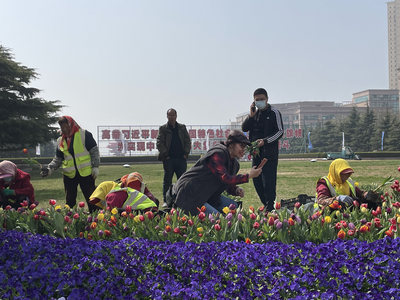 平度古岘镇：以“花”为煤，助力岛城城市更新