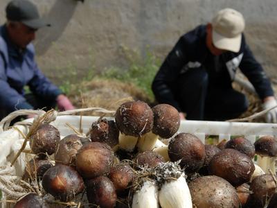 松茸丰收，农户增收！即墨区这处松茸种植基地擦亮产业富民新招牌