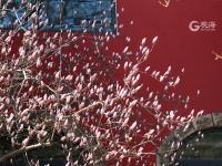 崂山花景实拍：连空气都是香的 | 寻花记 ⑭