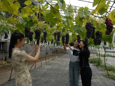 移风店镇：一颗葡萄“激活”整个农旅市场