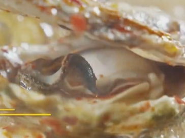 道中华丨山东美食 乳山牡蛎 