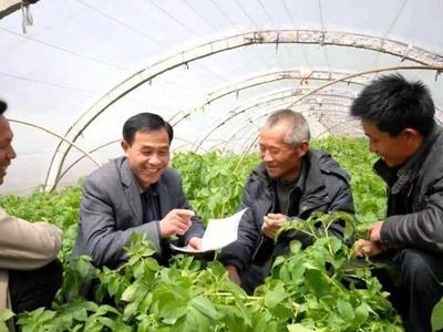 山东农民钻研棚菜种植近30年 带领村民“突围”致富