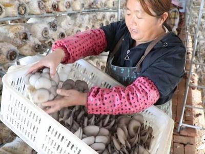 香菇住上“空调房” 邹城钓鱼台村绽放产业振兴“蘑”力