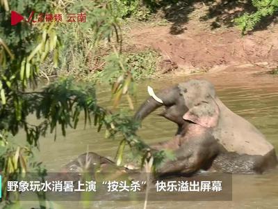 快乐溢出屏幕！野象玩水消暑上演“按头杀”