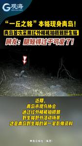“一丘之貉”本貉现身青岛！青岛首次采用红外相机拍摄到野生貉