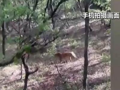 吉林珲春一村民上山路遇猛虎，爬树躲避逃过一劫