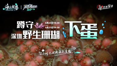 和中科院专家一起蹲守深圳野生珊瑚“下蛋”