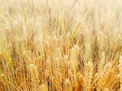 下月割麦！青岛发布2023年小麦收获期预报：收获期较常年略偏晚