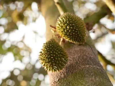 10颗葡萄=2两米饭？晚餐后这6种高糖水果别吃