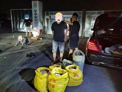 触目惊心！重庆警方查获100公斤穿山甲鳞片