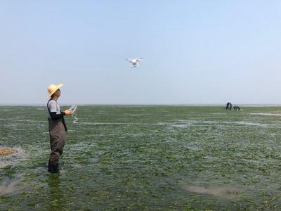 中国科学院海洋研究所牵头制定，我国首个海草床生态修复技术国家标准发布