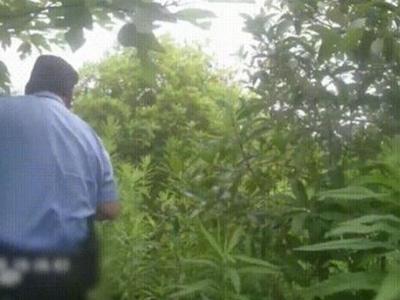 男子在杭州萧山绿化带迷路被困3天，园林部门回应