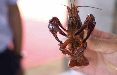 反季依旧美味，小龙虾如何从“夏日限定”到“四季尝鲜”