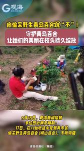 向偷采野生青岛百合说“不”！