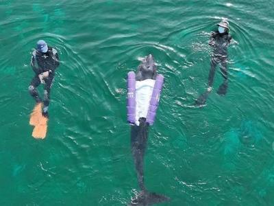 鲸妈妈“蓝宝”走了，谁是杀死它的凶手？