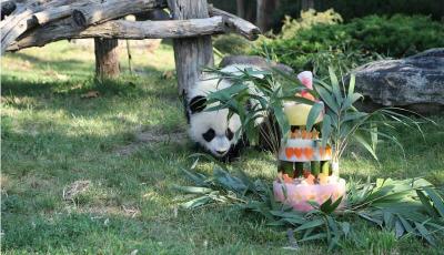 旅法大熊猫幼仔“圆梦”7月25日回国