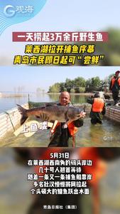 一天捞起3万余斤野生鱼！莱西湖拉开捕鱼序幕