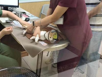 宠物看病比人贵？猫咪骨折花费上万，专家挂号费三百