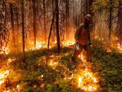 加拿大今年森林火灾过火面积已达10万平方公里