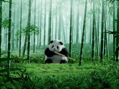 跟着花花看大运会！《新千里江山图·活力四川》太巴适了