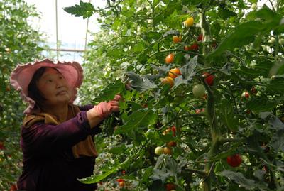 小暑至，田间忙！即墨农民夏种、夏收、夏管，为秋季粮食丰收夯实基础