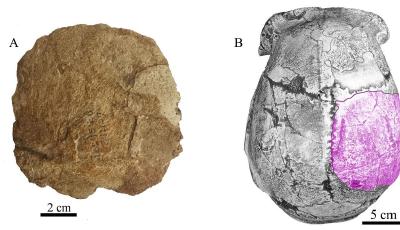 周口店北京人遗址新发现！50年来首现更新世人类化石