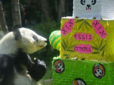 生日快乐！墨西哥城动物园为大熊猫“欣欣”庆祝33岁生日