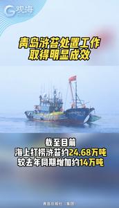 青岛浒苔处置工作取得明显成效