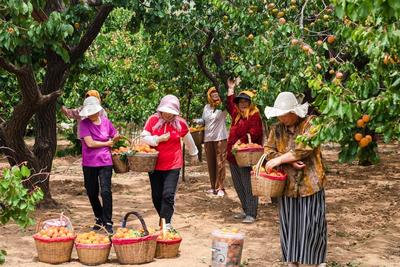 接待游客22万人，总营收2350万元！少山红杏采摘季做强文旅产业链