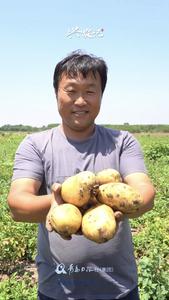 科学轮作不“断茬”！青岛“胶白大王”也是马铃薯种植大户！