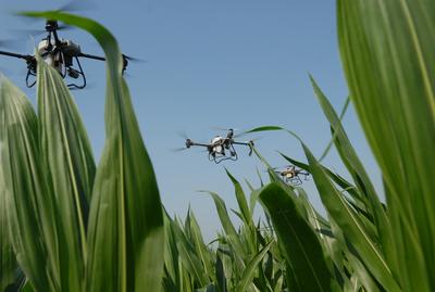 将增产10%左右！即墨无人机开展玉米“一防双减”统防统治作业