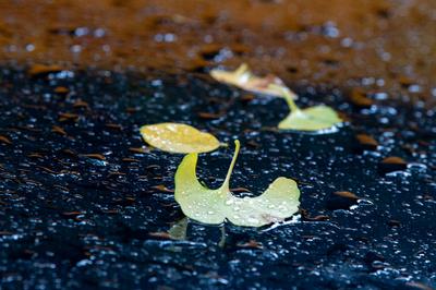 南方“秋老虎”将卷土重来，豫鲁或现同期罕见大暴雨