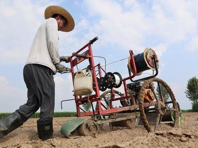 今年6万亩“胶州大白菜”进入播种季，预计9月中旬播种完毕