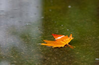 超强台风“桦加沙”靠近，华西至黄淮降雨仍将持续