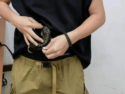 旅客腰缠活体松果蜥进境被查，只能说太“勇”了……