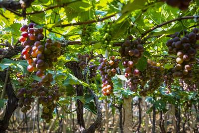 宫家村葡萄文化季开幕