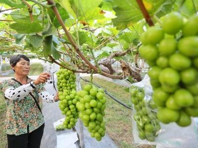 山东新泰：“小葡萄”串起富民“大产业”